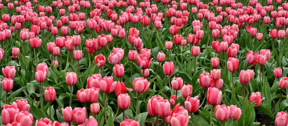 tulips-flowers-fish-eye-red-66896